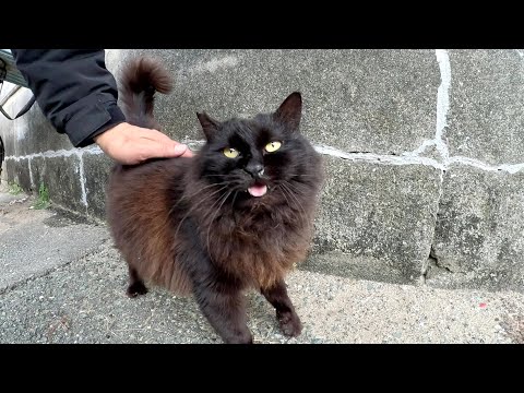 モフモフの黒猫ちゃんが少し警戒しながらナデさせてくれた(YouTube)