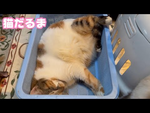 猫だるま  2025 01 03 2(YouTube)