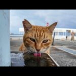 水を飲む茶トラ猫ちゃん(YouTube)