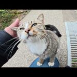 人懐っこい猫達をモフっていると仲間がワラワラと集まってきた(YouTube)