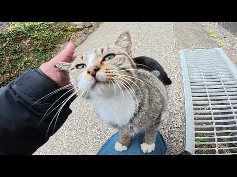 人懐っこい猫達をモフっていると仲間がワラワラと集まってきた(YouTube)