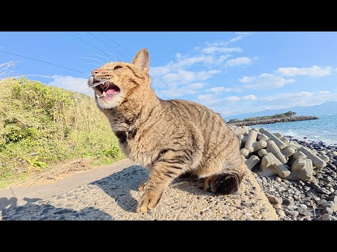 堤防で出会ったキジトラ猫が元気な声で話し掛けてきた(YouTube)