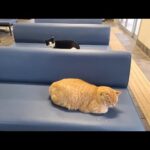 感動猫動画 のライブ配信(YouTube)