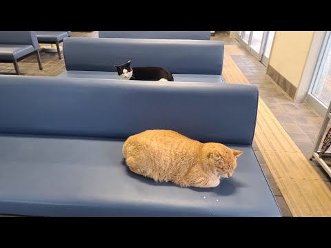 感動猫動画 のライブ配信(YouTube)