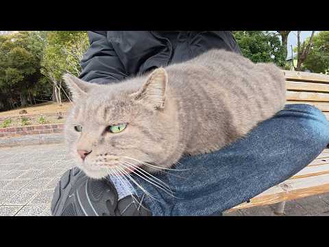 人間がベンチに座ると速攻でひざにのってくるトトロ猫(YouTube)