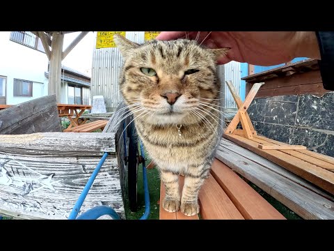 バーベキュー屋さんの看板キジトラ猫をモフる(YouTube)