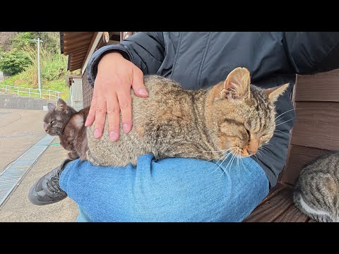 猫だらけのベンチに座ったら、ひざの上に猫が二匹ものってきた(YouTube)