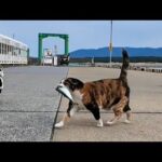 日曜午後は漁港猫ちゃんたちのお魚パーティー(YouTube)