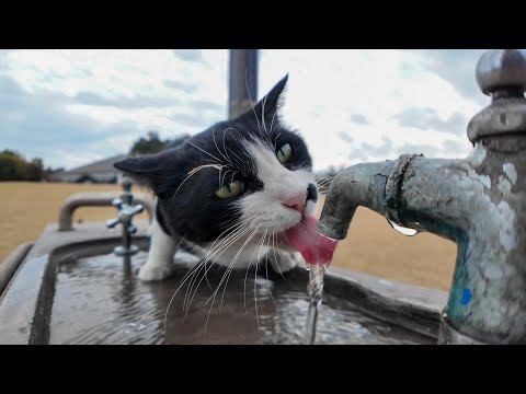 公園の猫「流れる水うめぇーニャン」(YouTube)