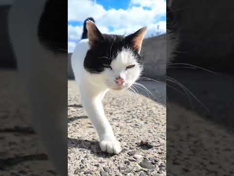 猫島の猫めちゃめちゃ付いてくる#猫 #猫島(YouTube)