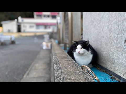 感動猫動画 のライブ配信(YouTube)