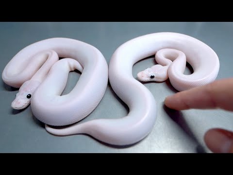 生後半年が経った白蛇に突然変化が現れました(YouTube)