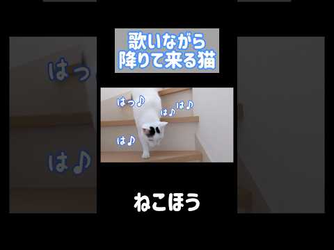 歌いながら階段を降りる猫 #shorts(YouTube)