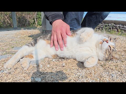 島の古墳を見に行ったら、キジシロ猫がお腹を見せて歓迎してくれた(YouTube)