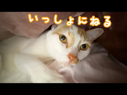 夜はママと一緒に寝るようになったトロしゃん(YouTube)