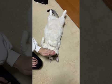 眩しいから頼むわ(YouTube)