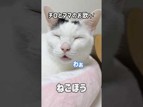チロさんとママのお歌をお聴きください #shorts(YouTube)