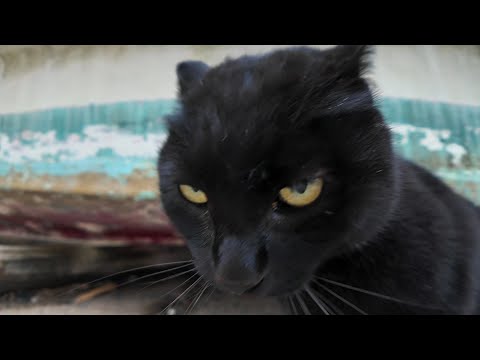 漁港の猫ちゃんモフられに降りてきたかと思ったら何故か激おこ(YouTube)