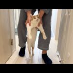 玄関から脱走しようとしたら父に捕まった猫がこうなっちゃいました…(YouTube)