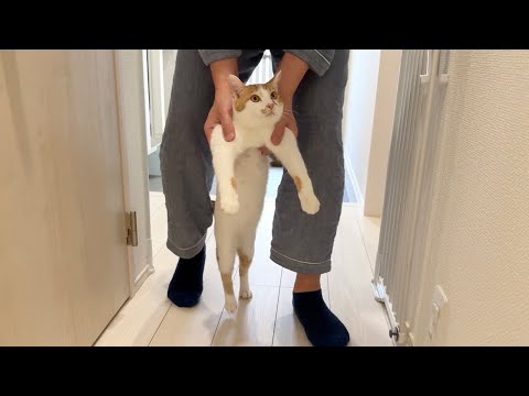 玄関から脱走しようとしたら父に捕まった猫がこうなっちゃいました…(YouTube)