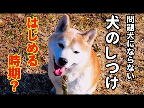 【犬のしつけ】躾を始める時期は？（仔犬と成犬）(YouTube)