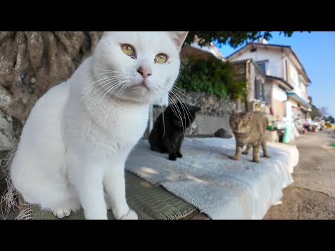 【湯島】島の漁港近くにある大きな木の下に座ると猫が集まってくる(YouTube)