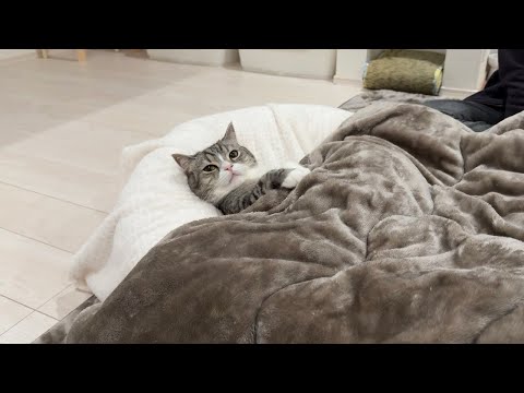 実家で３週間過ごした結果、両親に甘やかされすぎたボス猫がこうなっちゃいましたw(YouTube)