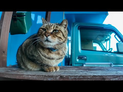 猫島の呑み屋のカウンターの猫がカワイイ(YouTube)