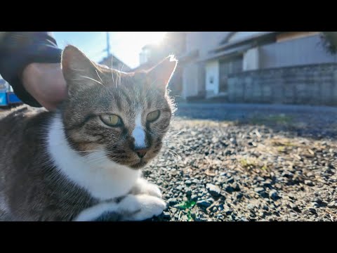 猫島に何匹かいる犬と会話するため犬語を習得中な島の猫(YouTube)