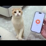 おしゃべりな猫に猫語翻訳機を使ってみたらまさかの結果になりました…(YouTube)