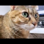 文明の力より飼い主の温もりの方が最高だと再認識した麦わら猫(笑)(YouTube)
