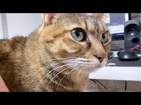 文明の力より飼い主の温もりの方が最高だと再認識した麦わら猫(笑)(YouTube)