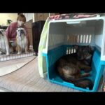 人馴れゼロの元野犬をお迎えすることになりました…(YouTube)