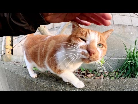 恥ずかしがり屋のアメショー猫がモジモジしながらモフられに来た(YouTube)