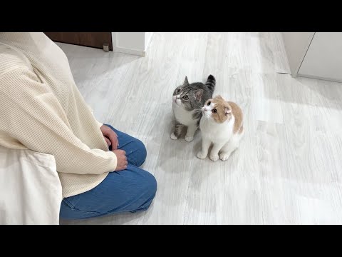 珍しく家に女性が遊びに来たらオス猫たちがまさかのこうなっちゃいました…w(YouTube)
