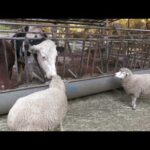 ヒツジ と ウシ (六甲山牧場) 2021年11月20日(YouTube)