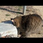 入れそうにないＵ字溝に挑んでいた猫(YouTube)