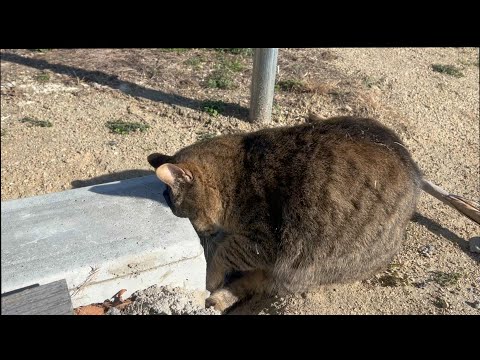 入れそうにないＵ字溝に挑んでいた猫(YouTube)
