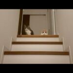 夜中に帰ってきたら寂しがり屋な猫たちが階段の上でこうなってました…(YouTube)