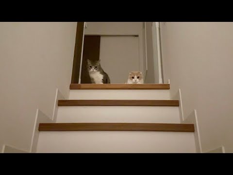 夜中に帰ってきたら寂しがり屋な猫たちが階段の上でこうなってました…(YouTube)