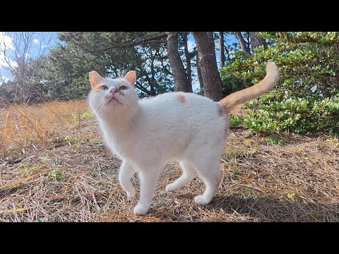 茶シロ猫が恋人の黒猫を誘って丘の上へお出掛けする(YouTube)
