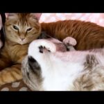 柴犬が猫を探しているのでおこたの中をあけてみるとそこには幸せ空間ができていました(YouTube)