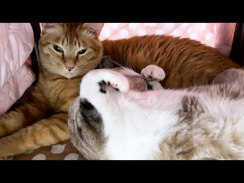 柴犬が猫を探しているのでおこたの中をあけてみるとそこには幸せ空間ができていました(YouTube)