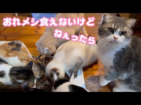 おれメシ食えねぇんだけど  ねぇったらさ   トト   2025 01 23 2(YouTube)