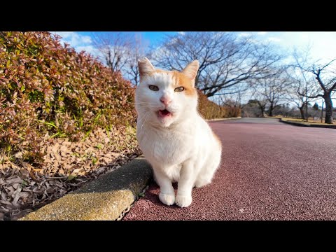 公園の猫ちゃん、いつもの東屋に行ってゴロンゴロン寝転がる(YouTube)