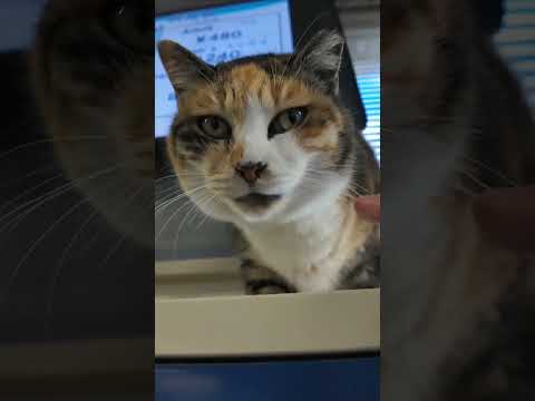切符売り場の猫、人が来るとロッカーの上から降りてきてモフられに来る #猫 #猫島(YouTube)