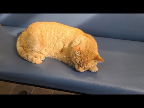 感動猫動画 のライブ配信(YouTube)