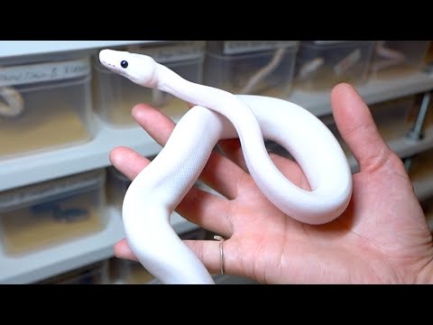 300匹の蛇がいる蛇屋の蛇を紹介していきます(YouTube)