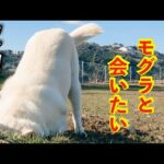 【紀州犬】どうしてもモグラを捕まえたいキッシュ笑(YouTube)