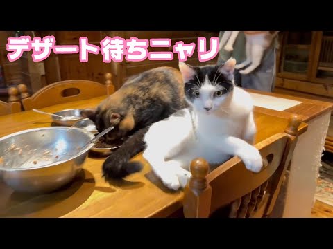 2025 01 09 1  デザートまだニャン？(YouTube)